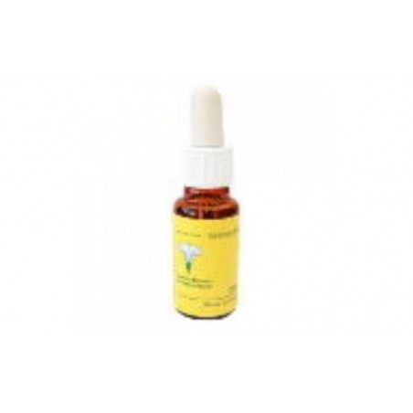 Comprar chicory e.f.mediterraneo 20 ml.