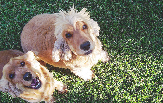 otros-servicios-veterinaria.jpg